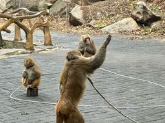-洛阳花果山景区