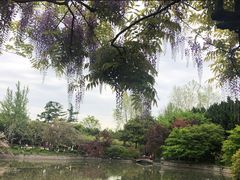 -嘉定紫藤园