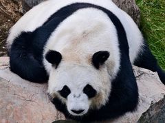 -青藏高原野生动物园