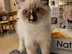 -平行世界·猫咖(首经贸店)