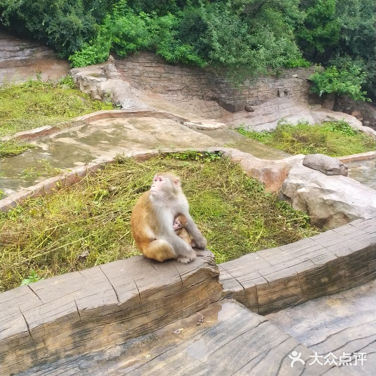 五龙口的猴子太可爱了