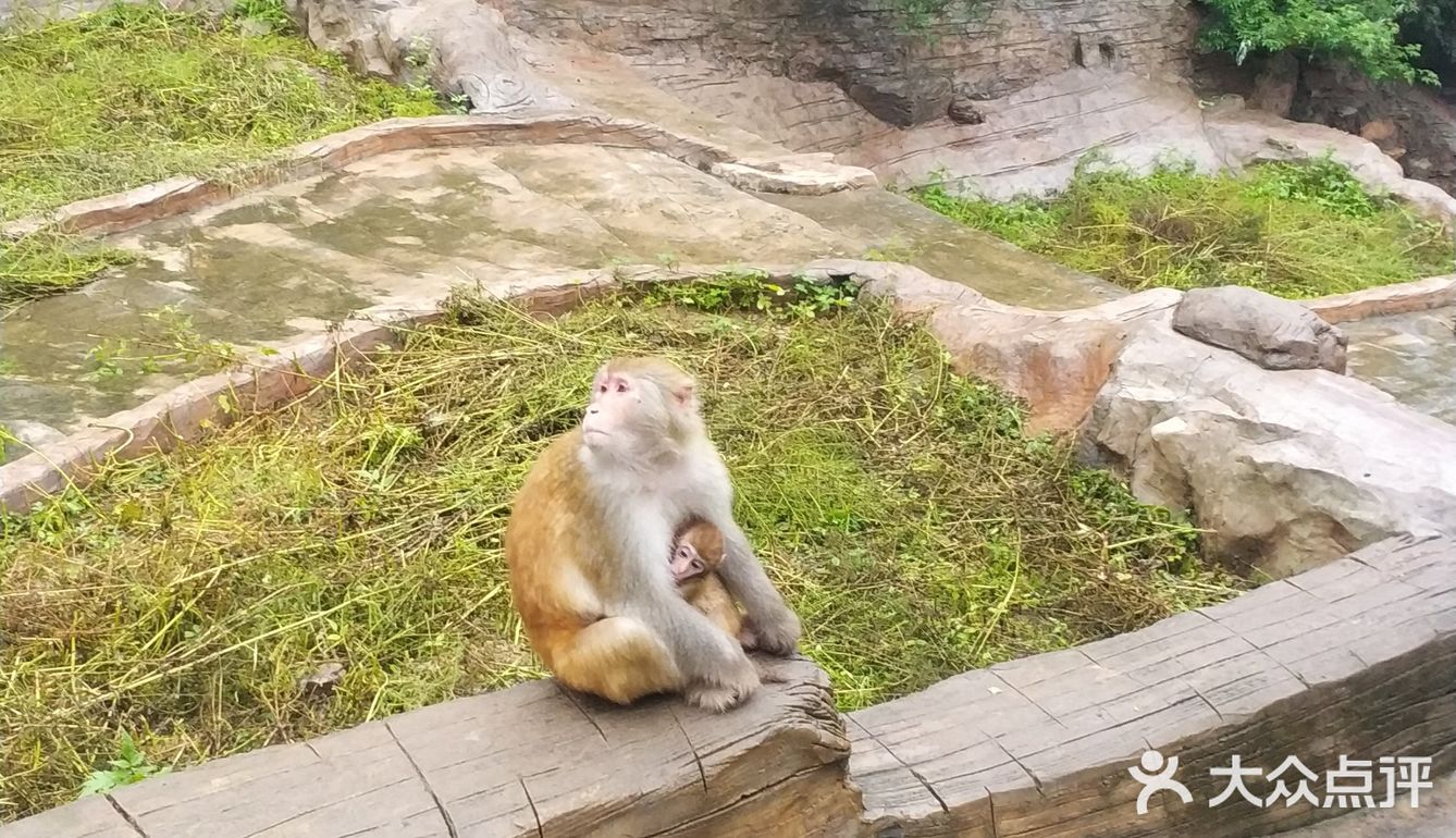 五龙口的猴子太可爱了