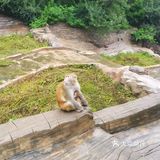 五龙口的猴子太可爱了