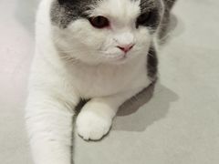-Heymao猫咖.咖啡厅(东门店)