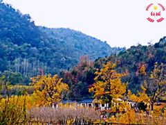 -千年银杏谷文化旅游区