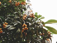 -裕兴记·三虾面(西北街总店)