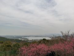 -香雪海