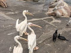 -西霞口神雕山野生动物世界