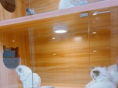 -猫十亿·布偶金渐层·曼基康矮脚猫舍(青年路店)