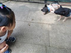 -上海佘山世茂艾美酒店