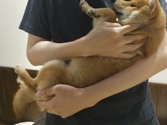 -逗柴咖啡屋·狗咖猫咖宠物桌游
