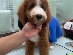 -暖阳宠物医院·犬猫康复中心·骨科