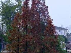 -桤木河湿地公园