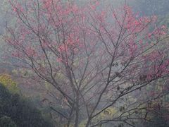 -象头山国家级自然保护区