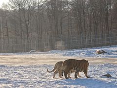 -横道河子东北虎林园