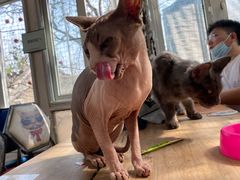 -猫小院猫主题咖啡厅(北锣店)