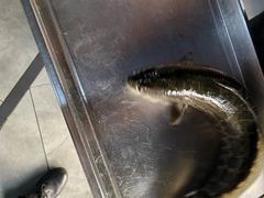 -金三可市井水煮鱼(金碧园店)