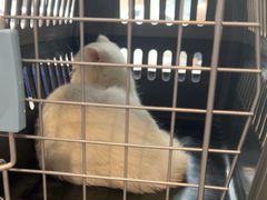 -伟伟宠物医院·CT影像中心·瑞派犬猫综合性门诊(汉口总院)
