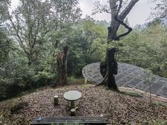 -桑洲油菜花景区