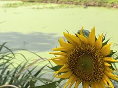 -渌洋湖湿地公园