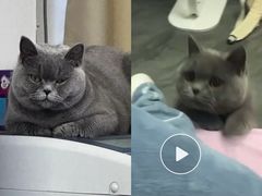 -萌兽医馆·宠物医院·猫骨科(创景店)