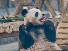 -栾川竹海野生动物园