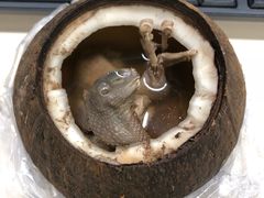 原只椰子炖鹌鹑-達揚原味燉品(文明路店)