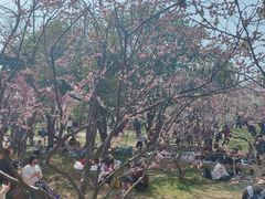 -无锡梅园公园