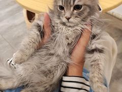 -楼上猫咖(罗湖店)