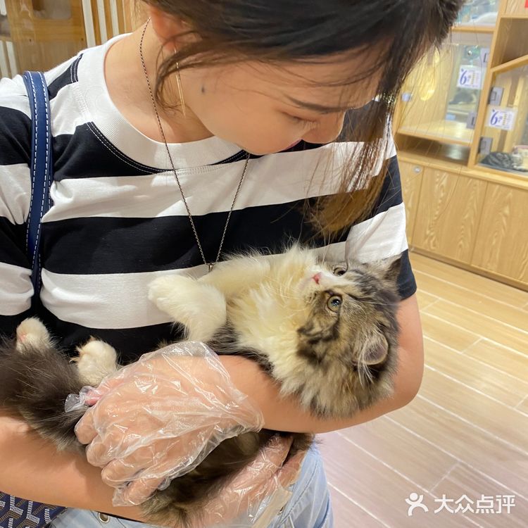 深圳探店｜一起撸猫🐱一起喵喵喵🐱