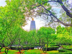 -红梅公园