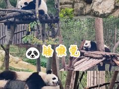 -成都大熊猫繁育研究基地