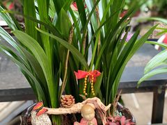 -秦美花卉(天朗·莱茵小城2期店)