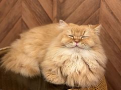 -MOCHA明星猫咖(田子坊店)