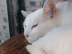 -豆逗聊愈猫阁Easy Life