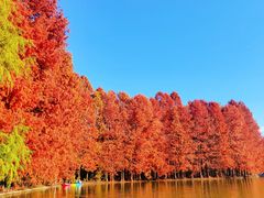 -上海海湾国家森林公园