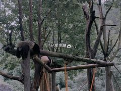 -都江堰中华大熊猫苑