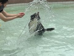 -帕帕拉兹宠物(亚洲旗舰店)