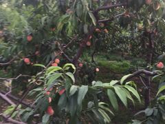 -璐法式铁板烧(滏东总店)