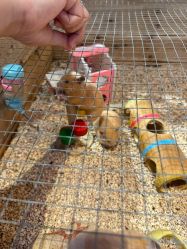 -酷嗒动物文化乐园(cutezoo西溪乐天城店)