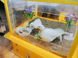 -神奇动物撸宠馆·羊驼·小浣熊·异宠(豫园店)