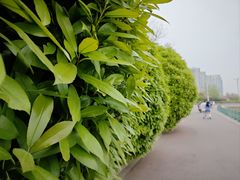 -灞河西岸滨河公园