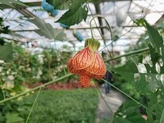 -南宫五洲植物乐园