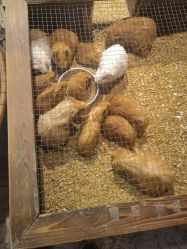 -酷嗒动物文化乐园(cutezoo西溪乐天城店)