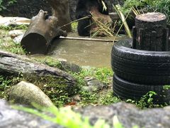 -都江堰中华大熊猫苑