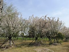 -梁鸿国家湿地公园