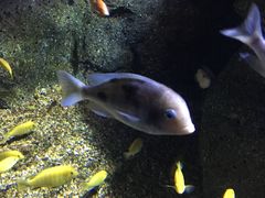 -暹罗海洋世界