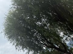 -才村湿地公园