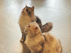 -飞行喵MR PILOT|猫舍·猫咖(静安大融城店)