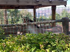 -青藏高原野生动物园